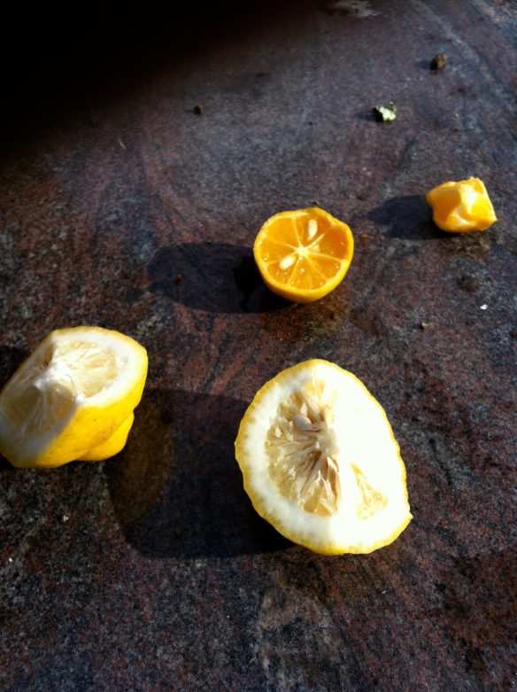 Peter grows a variety of citrus: We tasted Yuzu, Palestinian limes, meyer lemons, bergamont oranges and rangpur limes. 